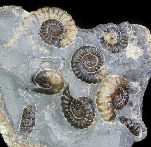 Ammonite Fossil (Promicroceras) Cluster - Somerset, England #63502